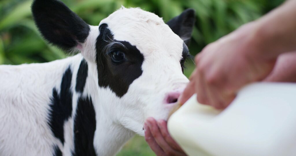 Le colostrum de votre troupeau laitier peut vous rapporter jusqu’à 1530 €