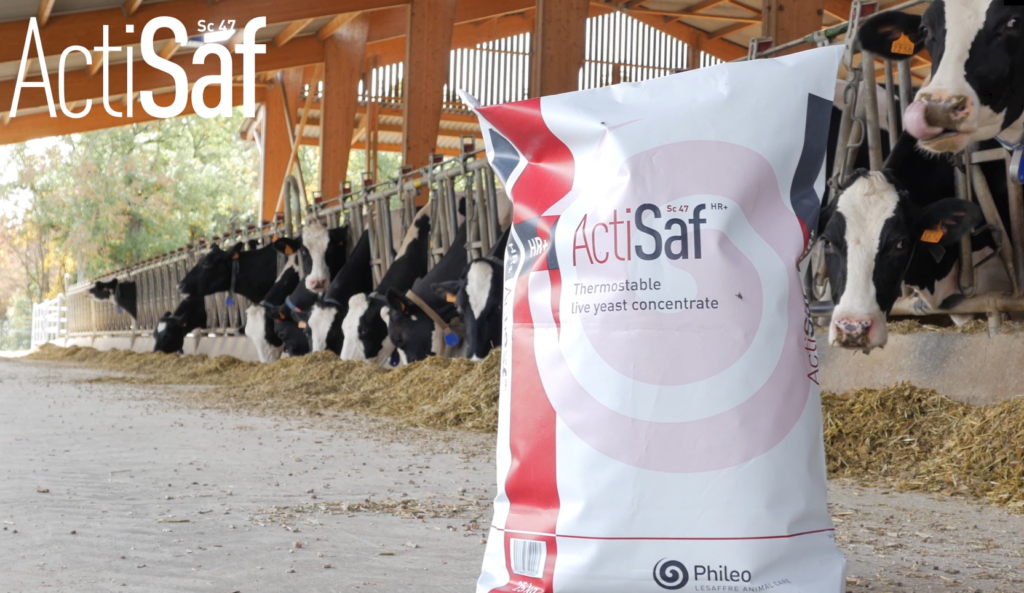Les produits ActiSaf pour votre élevage de ruminants