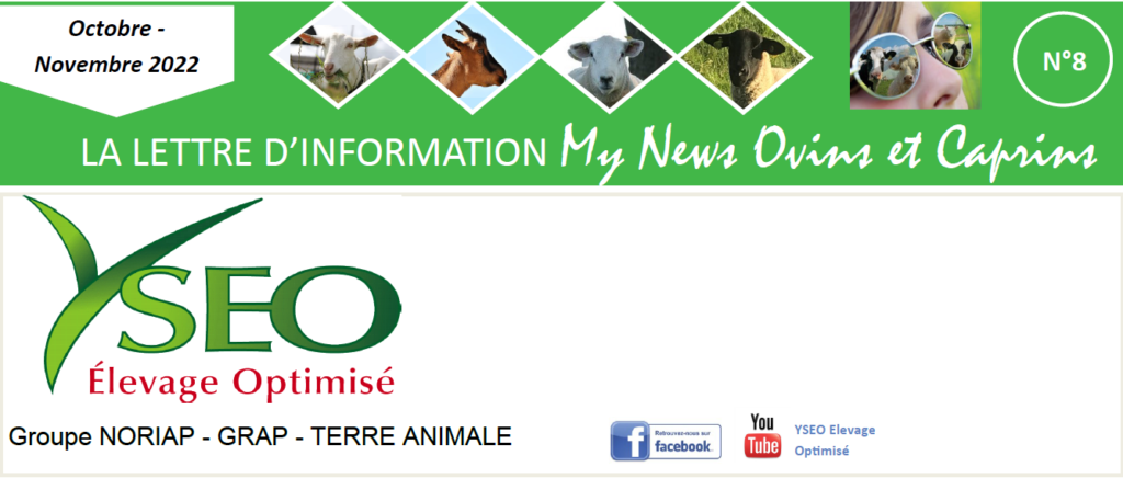 MY NEWS ovins caprins – Ma lettre d’information Yseo