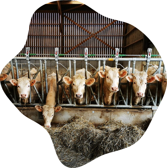 Vaches