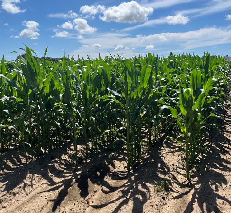 INFO TECHNIQUE spéciale ensilage de maïs 2026
