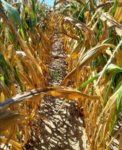 Feuillage 80% desséché