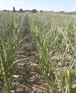 Maïs dérobé semis tardif